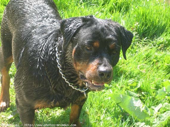 Photo de Rottweiler