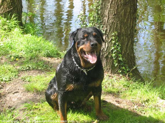 Photo de Rottweiler