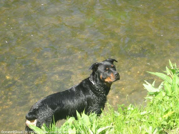 Photo de Rottweiler