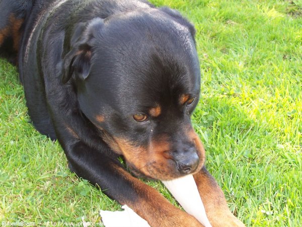 Photo de Rottweiler