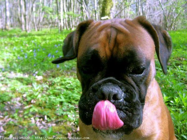 Photo de Boxer