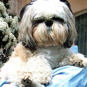 Photo de Shih tzu