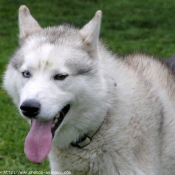 Photo de Husky siberien