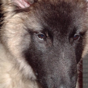 Photo de Berger belge malinois