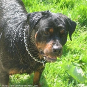 Photo de Rottweiler