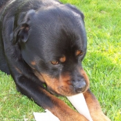 Photo de Rottweiler