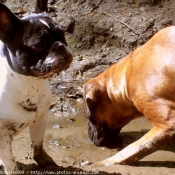 Photo de Races diffrentes