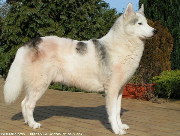 Photo de Husky siberien