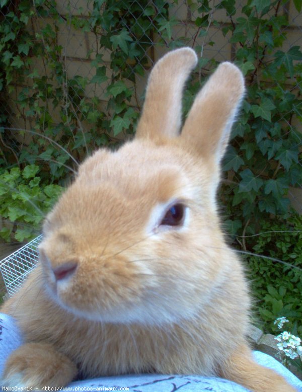 Photo de Lapin