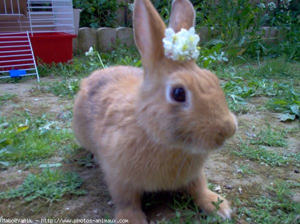 Photo de Lapin