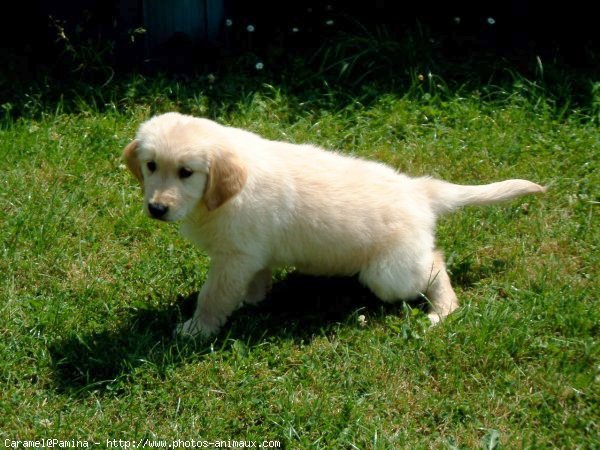 Photo de Golden retriever