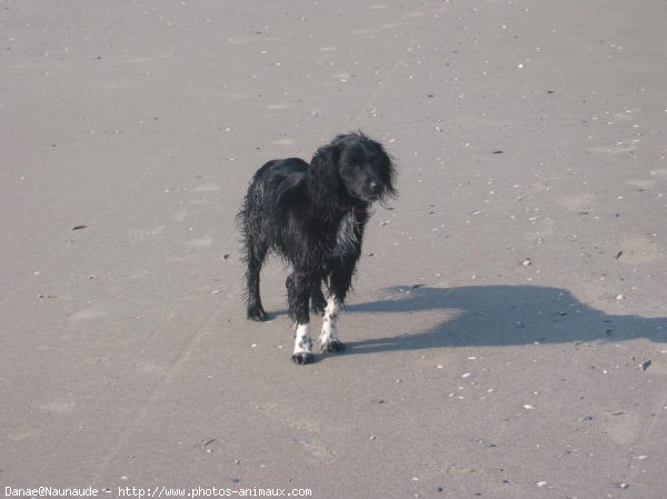 Photo d'Epagneul breton