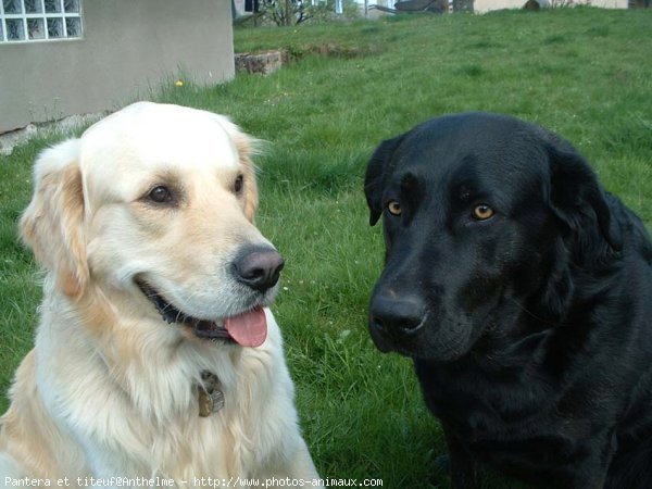 Photo de Races diffrentes