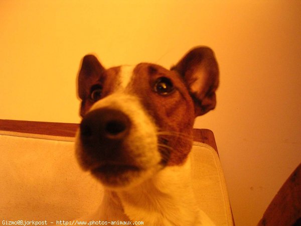 Photo de Fox terrier  poil dur