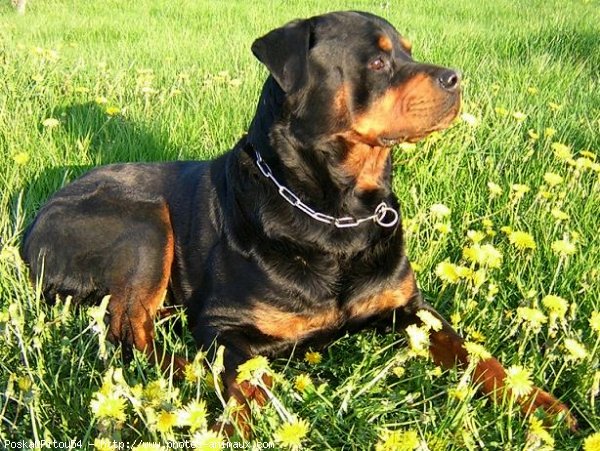 Photo de Rottweiler