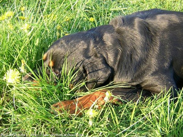 Photo de Rottweiler