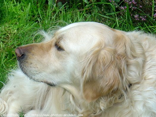 Photo de Golden retriever