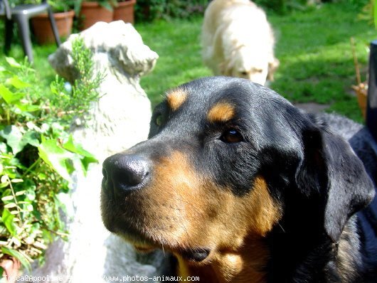 Photo de Rottweiler