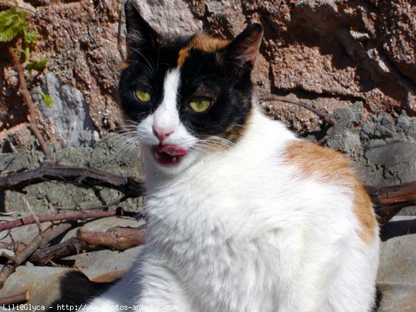 Photo de Chat domestique