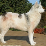 Photo de Husky siberien