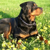 Photo de Rottweiler