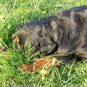 Photo de Rottweiler