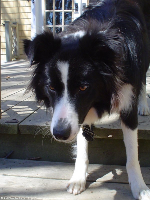 Photo de Border collie