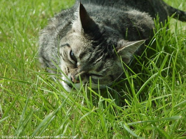 Photo de Chat domestique