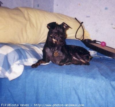 Photo de Pinscher nain