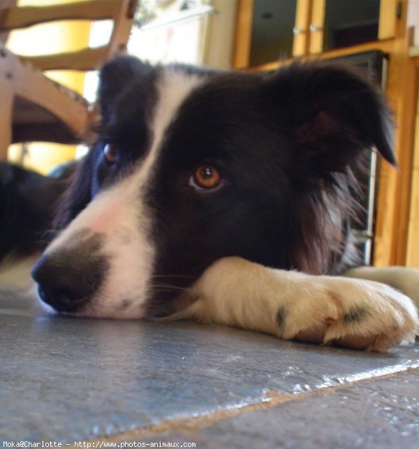 Photo de Border collie