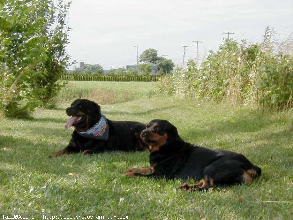 Photo de Rottweiler