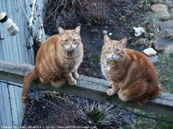 Photo de Chat domestique