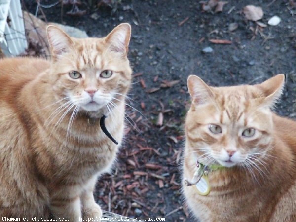 Photo de Chat domestique