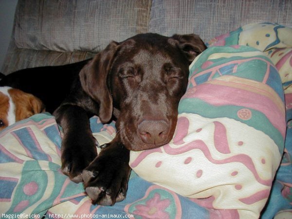 Photo de Labrador retriever