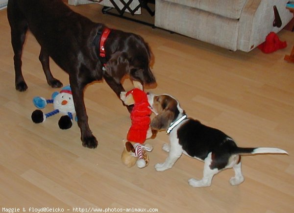 Photo de Races diffrentes