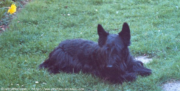 Photo de Scottish terrier