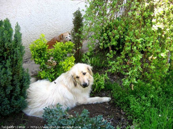 Photo de Chien de berger yougoslave de charplanina