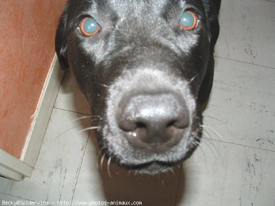 Photo de Labrador retriever