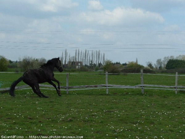 Photo de Croisement