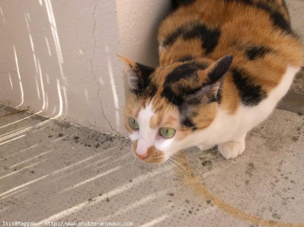 Photo de Chat domestique