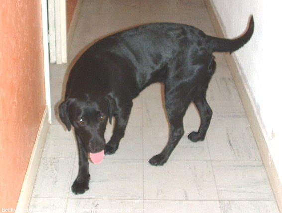 Photo de Labrador retriever