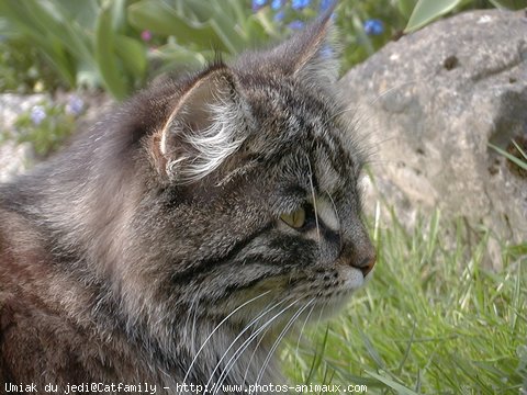 Photo de Siberien