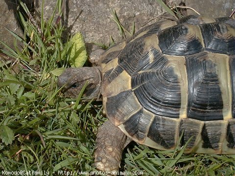 Photo de Tortue