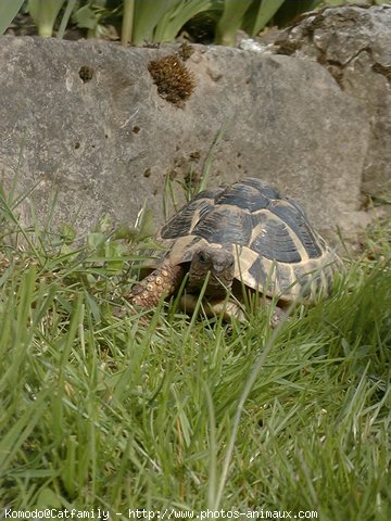 Photo de Tortue