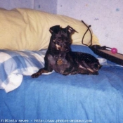 Photo de Pinscher nain