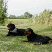 Photo de Rottweiler