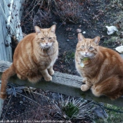 Photo de Chat domestique