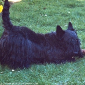 Photo de Scottish terrier