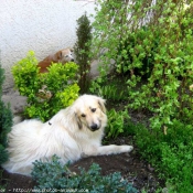 Photo de Chien de berger yougoslave de charplanina