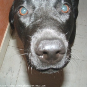 Photo de Labrador retriever